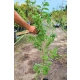 FORSYCJA żółte słońce w ogrodzie - sadzonki 40 / 60 cm